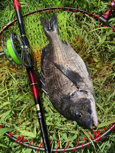 チヌの釣果