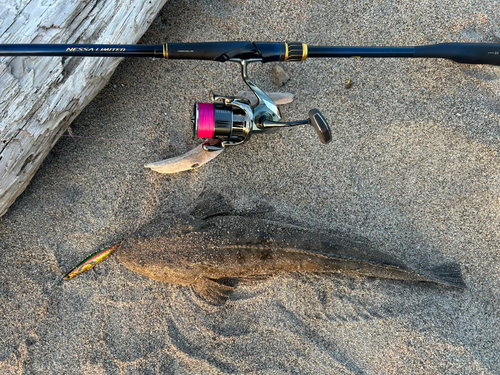 マゴチの釣果