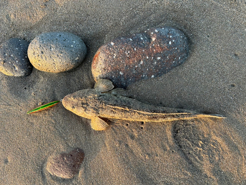 マゴチの釣果