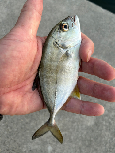 メッキの釣果