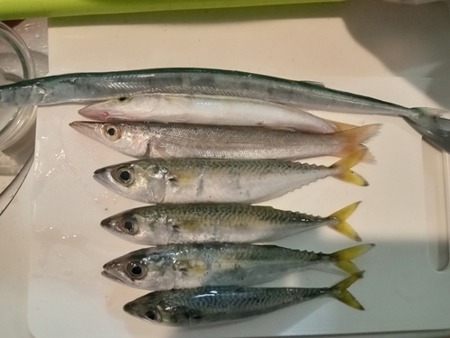 カマスの釣果