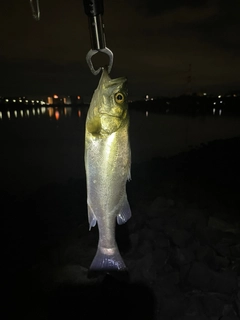 フッコ（マルスズキ）の釣果