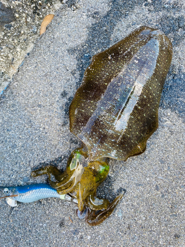 アオリイカの釣果