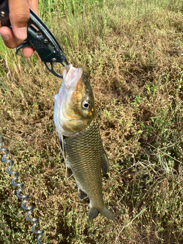 ニゴイの釣果