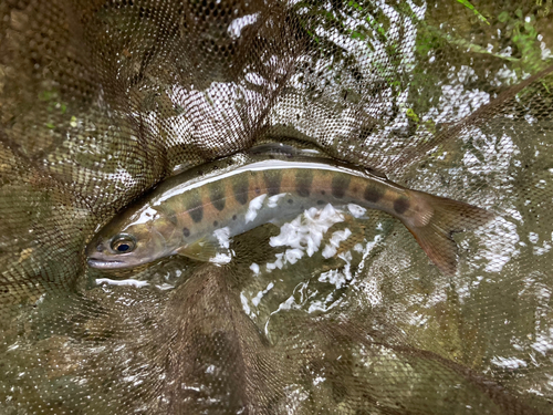 ヤマメの釣果