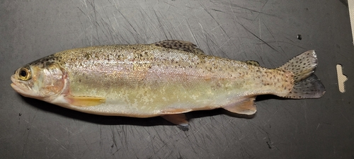 ニジマスの釣果