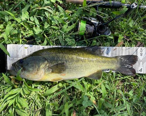 ラージマウスバスの釣果