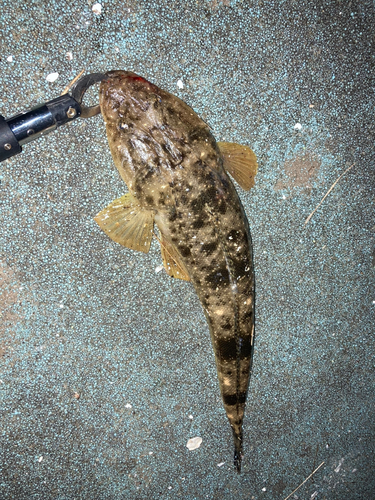 マゴチの釣果