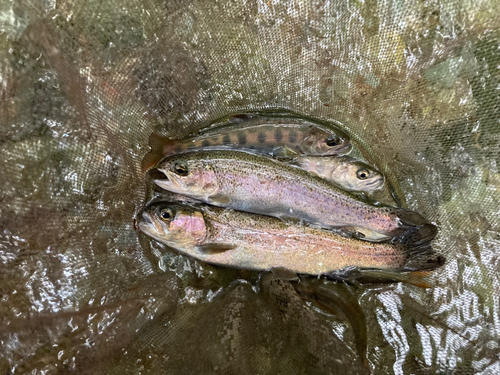 ニジマスの釣果