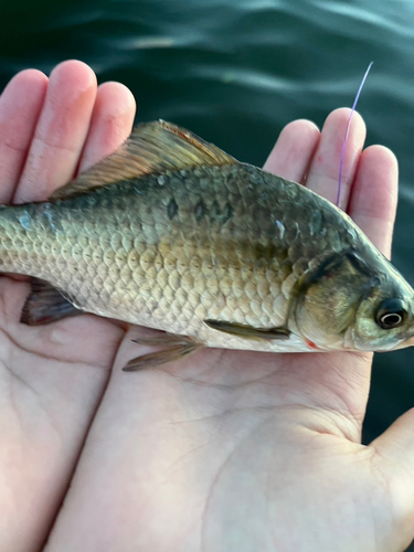 フナの釣果