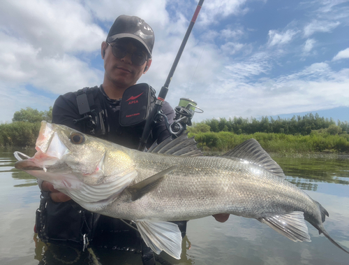 スズキの釣果