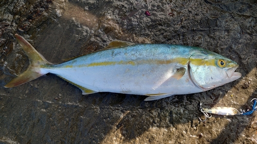 イナダの釣果