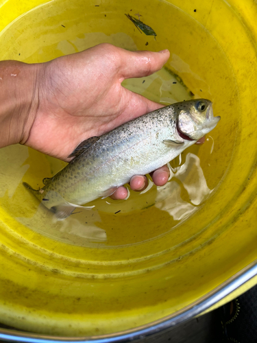 イワナの釣果