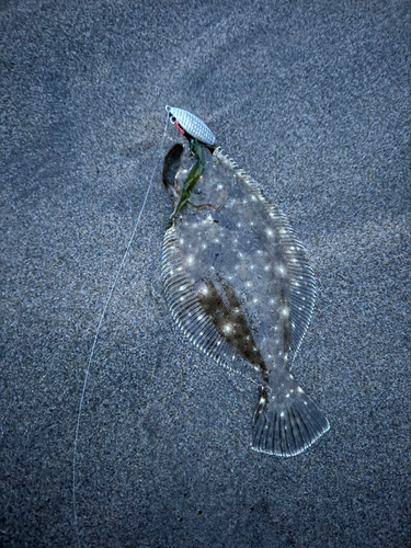 ソゲの釣果