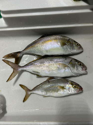 ショゴの釣果