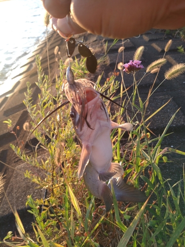 アメリカナマズの釣果