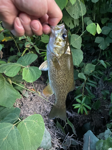 スモールマウスバスの釣果