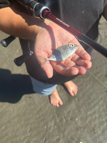 メッキの釣果