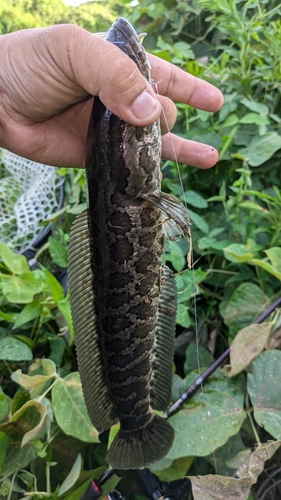 ライギョの釣果