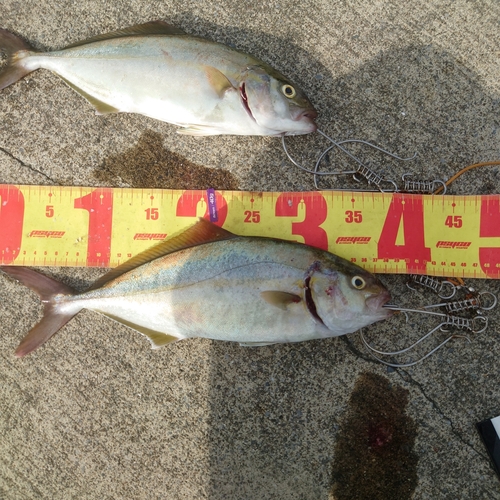 ショゴの釣果