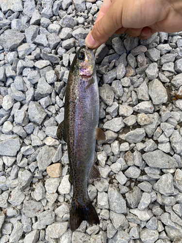 ニジマスの釣果