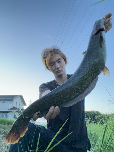 マナマズの釣果