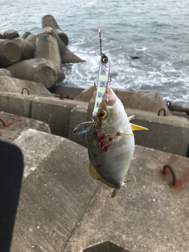 イナダの釣果