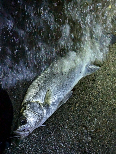 フッコ（ヒラスズキ）の釣果