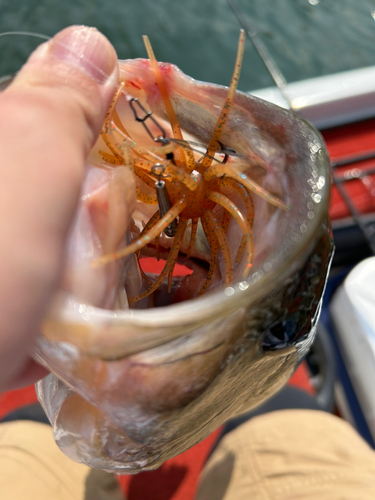 ブラックバスの釣果