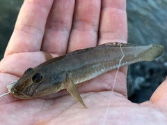 マハゼの釣果