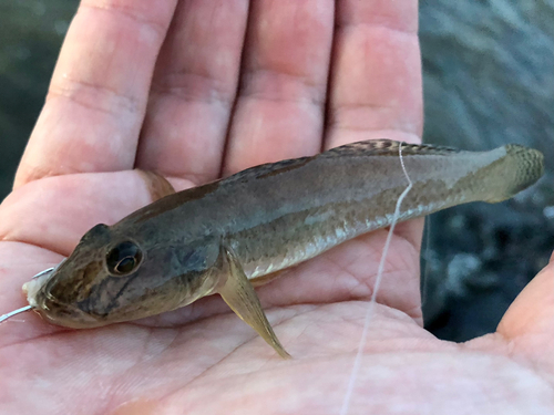 マハゼの釣果