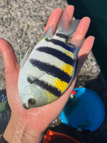 オヤビッチャの釣果