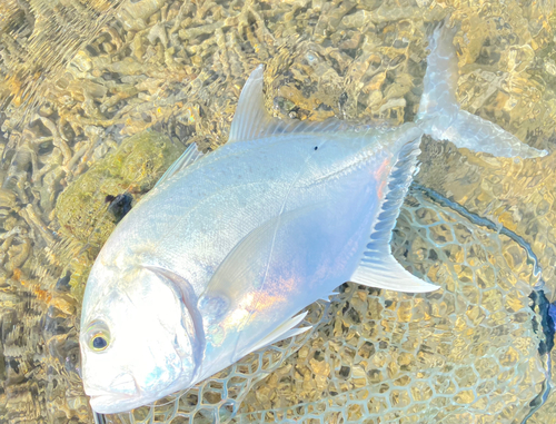 ロウニンアジの釣果