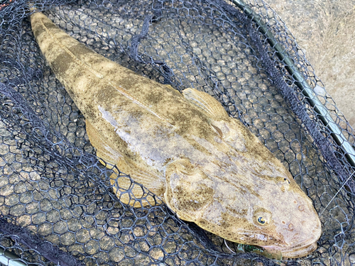 ミナミマゴチの釣果