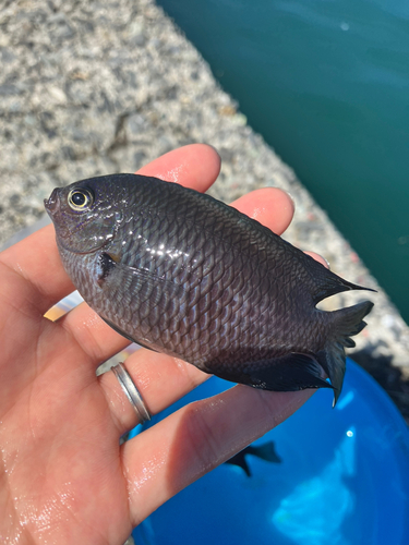 スズメダイの釣果