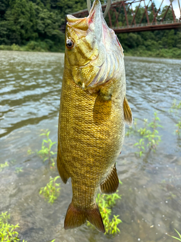 スモールマウスバスの釣果