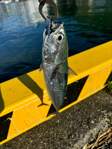 ソウダガツオの釣果