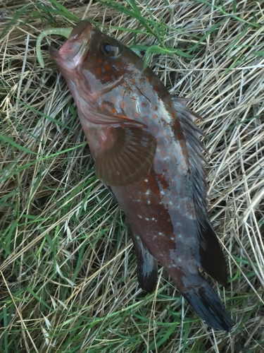 アコウの釣果