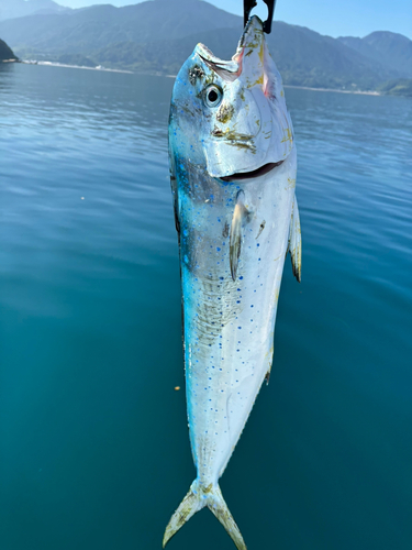 シイラの釣果