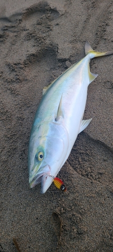 ブリの釣果