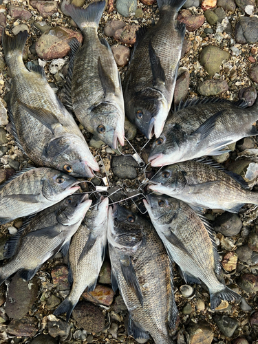 クロダイの釣果