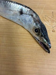 タチウオの釣果