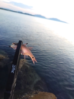 ネンブツダイの釣果