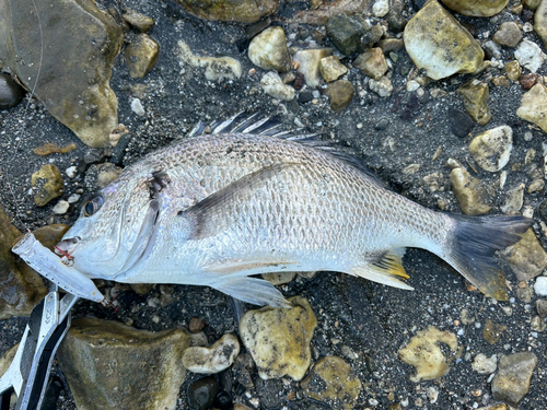 キビレの釣果