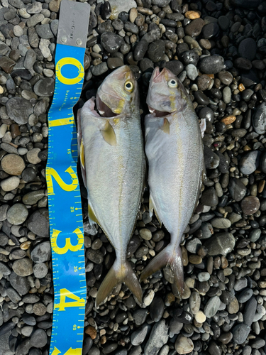 ショゴの釣果