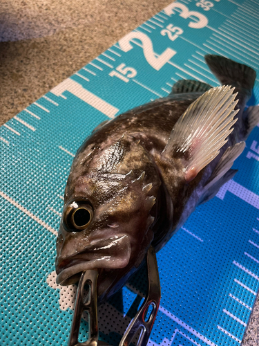 クロソイの釣果