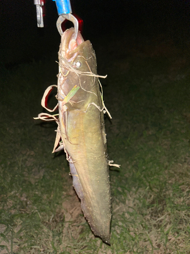 マナマズの釣果