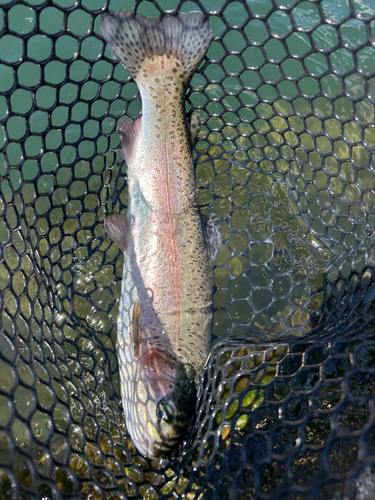 ニジマスの釣果