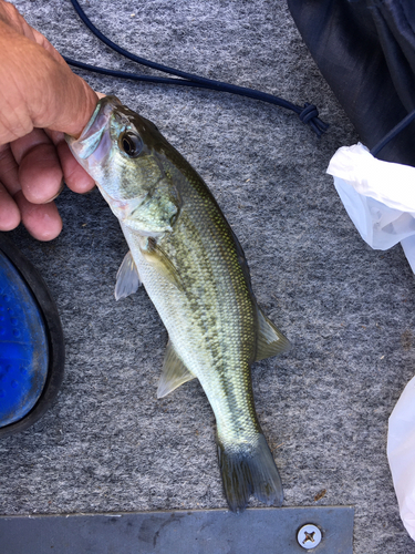 ラージマウスバスの釣果