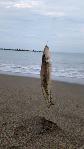 キスの釣果